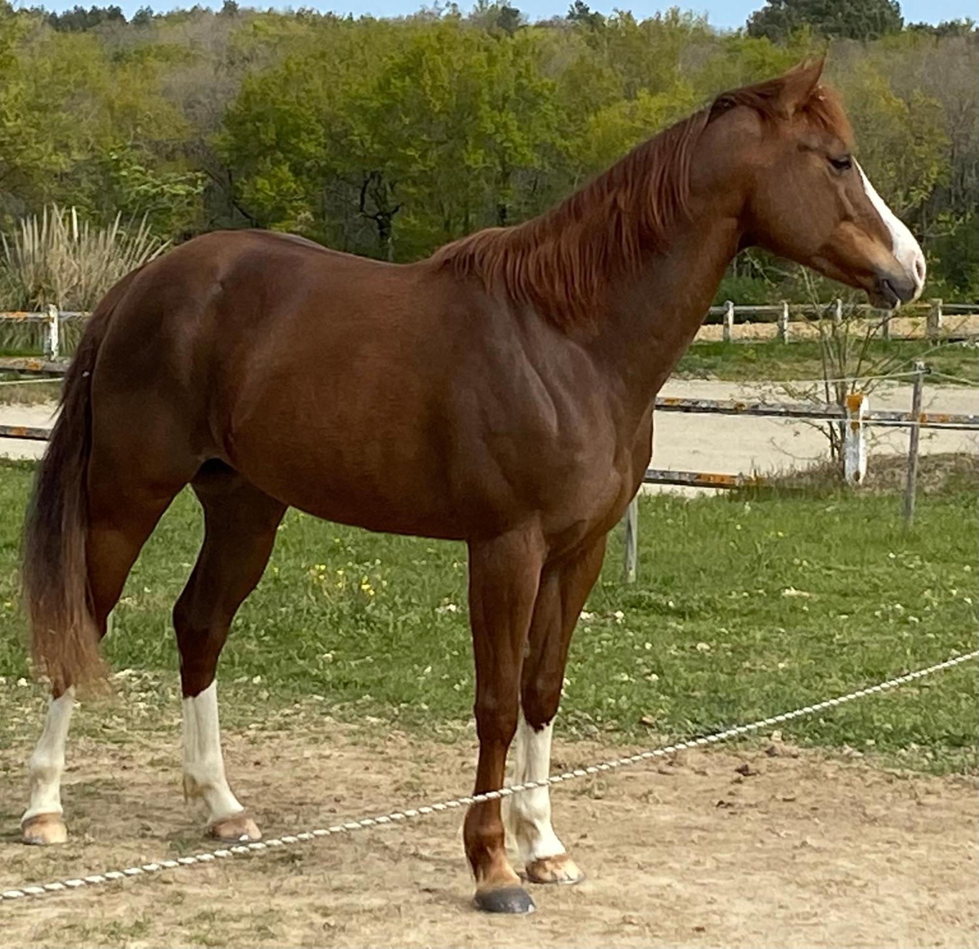 Logement Entier De Charme, Gite Equestre Gers Flamarens Exterior foto